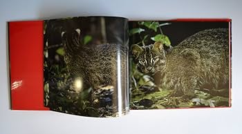 イリオモテ猫ページ イリオモテヤマネコ: 亜熱帯の島に野生猫を追う | 横塚 眞己人 |本